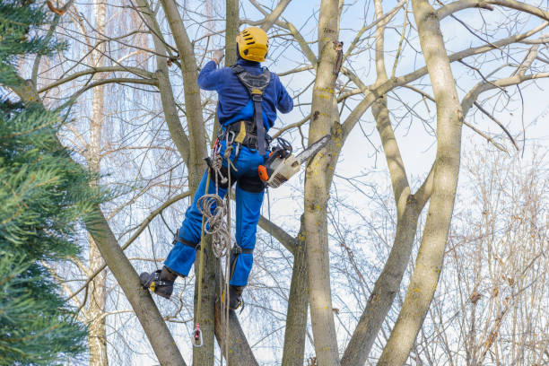 How Our Tree Care Process Works  in  Stonybrook, PA