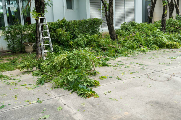 Stonybrook, PA Tree Removal Company